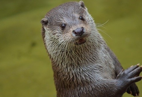Fischotter-Verordnung: Bejagung ist einzustellen