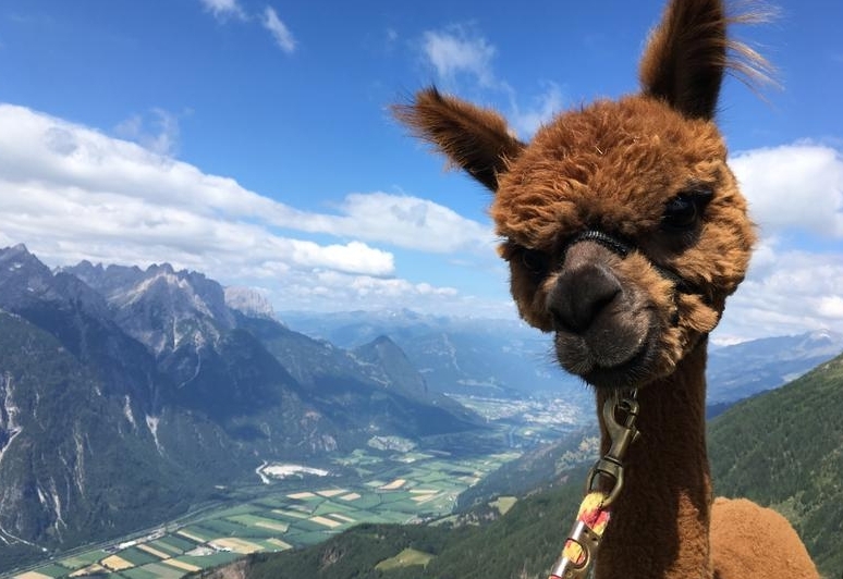 Zwickenberg Alpakas sind preisgekr&ouml;nt