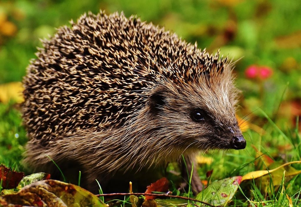 S&auml;ugetier des Monats Oktober: Der Igel