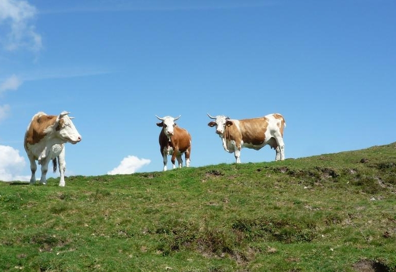Versicherung f&uuml;r Almbauern