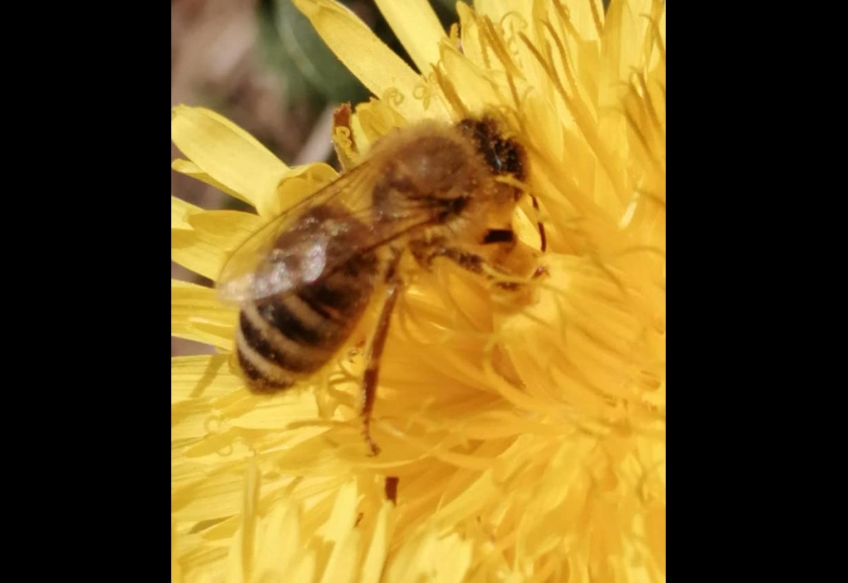 Waldhonig wird heuer zur Mangelware