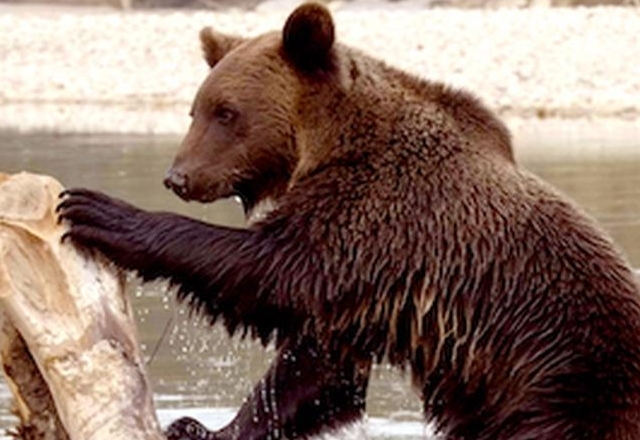 Auf den Spuren der B&auml;ren
