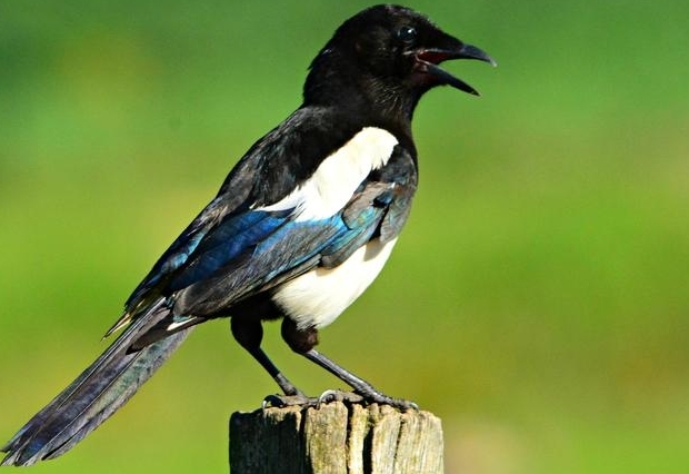 Schonzeit von Rabenv&ouml;geln wird verk&uuml;rzt