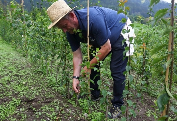 &bdquo;Neue Bl&uuml;ten&ldquo; f&uuml;r alte Obstsorten