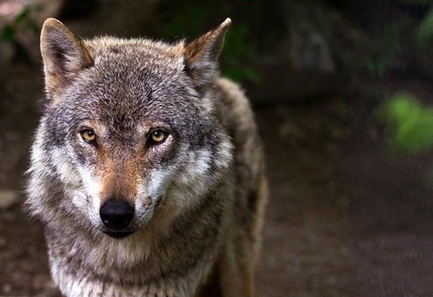 Ausnahmegenehmigungen f&uuml;r drei Bezirke erteilt