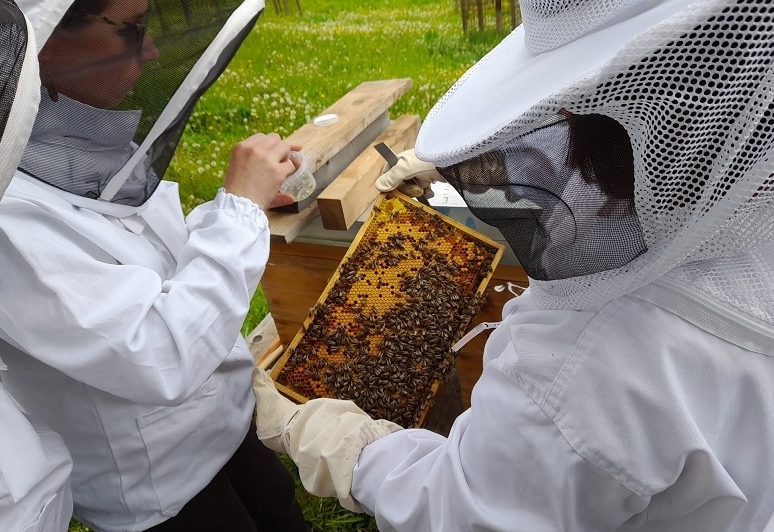 Regional gro&szlig;e Unterschiede bei der Honigernte