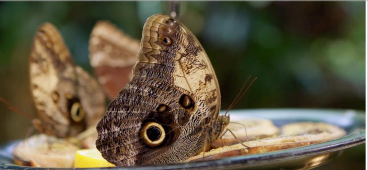 Filmpremiere &uuml;ber Biodiversit&auml;t in Lienz
