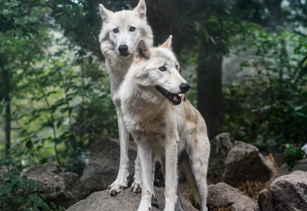 Große Protestveranstaltung gegen die Wolfspolitik 