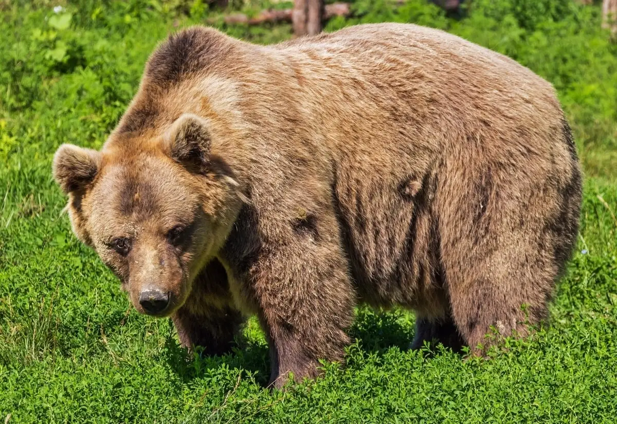 Bär mit zwei Jungen wurde in Kartitsch gesichtet
