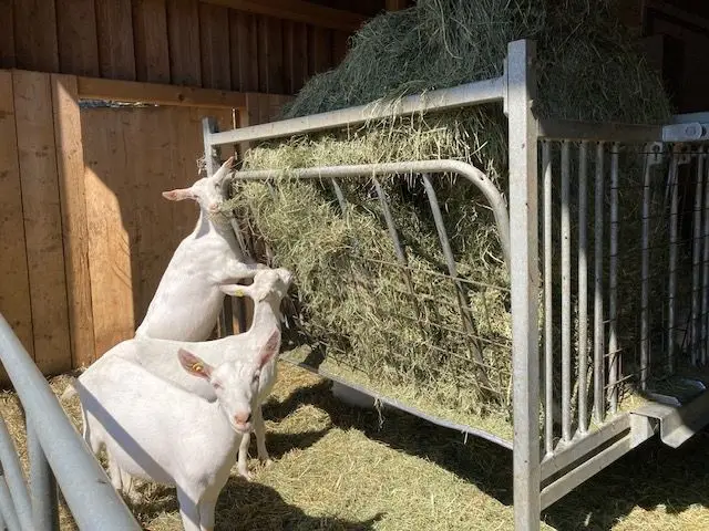 Tag der Offenen Hoftüren am Sonntag in Kals