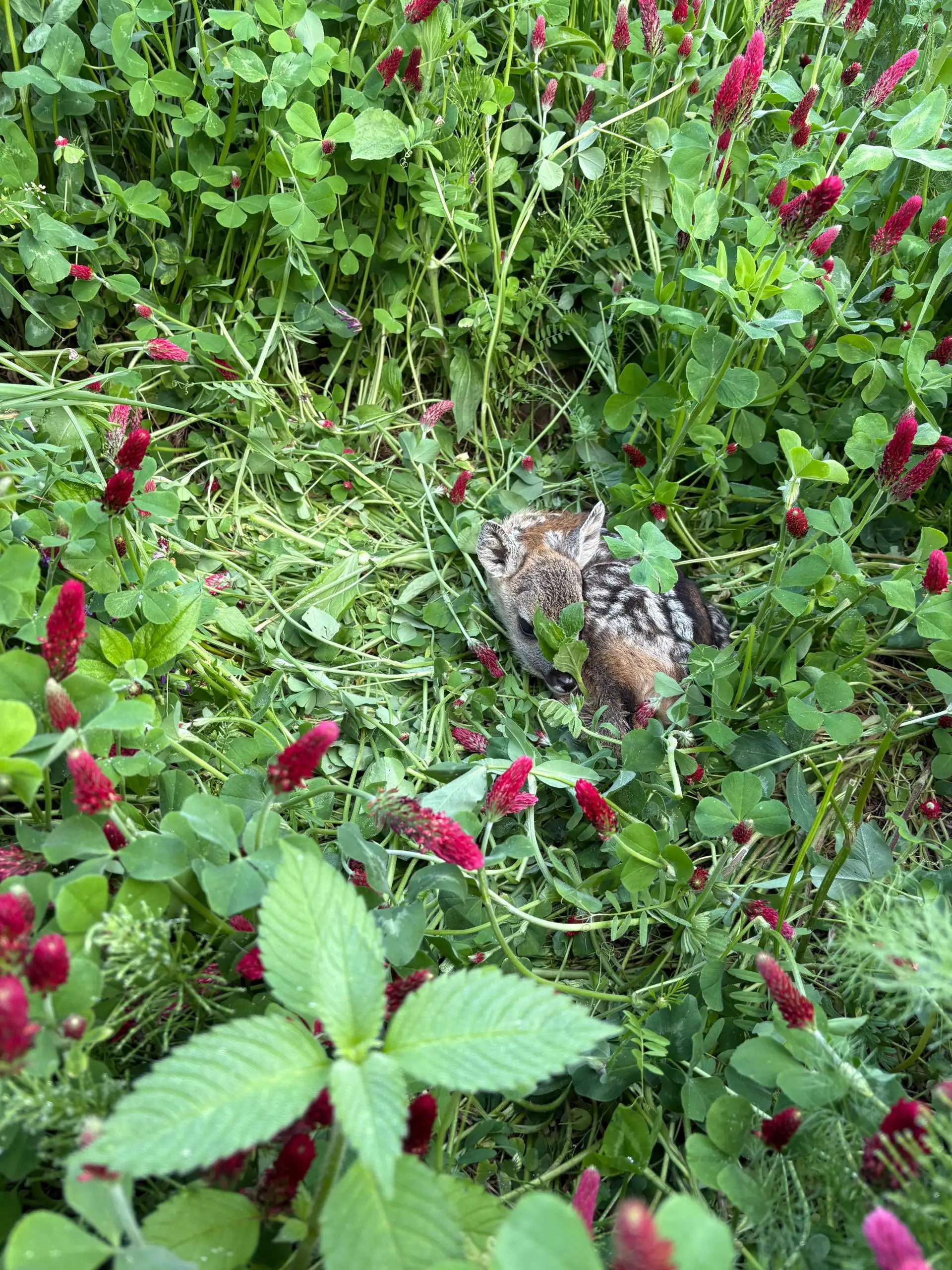 Die frisch gesetzten Kitze sind im hohen Gras leicht zu übersehen.