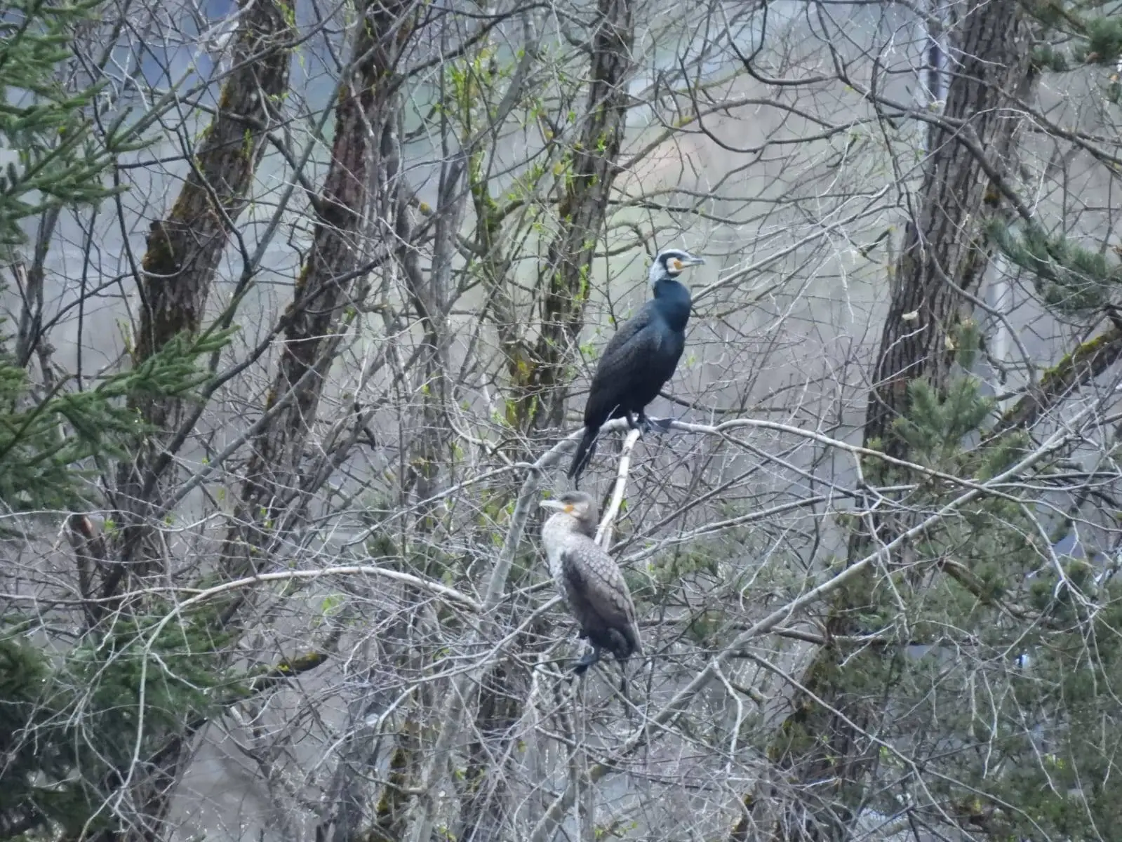 An einzelnen Tagen wurden an der Oberen Drau bis zu 80 Kormorane gezählt. Foto: Bernardini