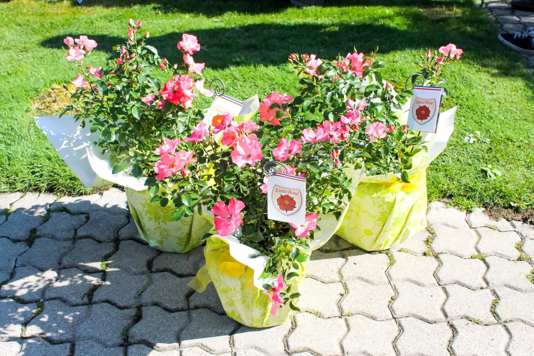 Lienzer Delegation überbrachte Lienz Rose als Geschenk an die Partnerstadt