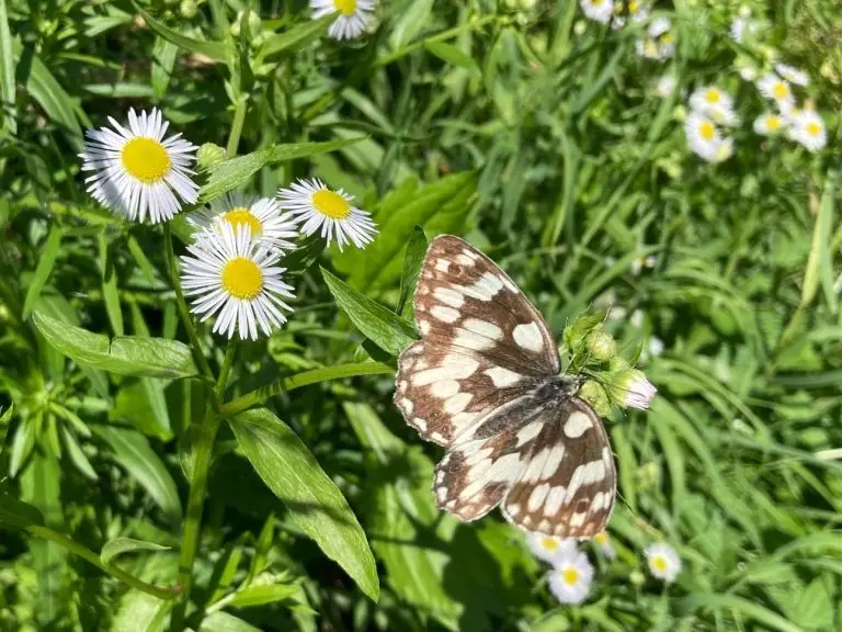 Zeit der Schöpfung: Diözese setzt auf Nachhaltigkeit