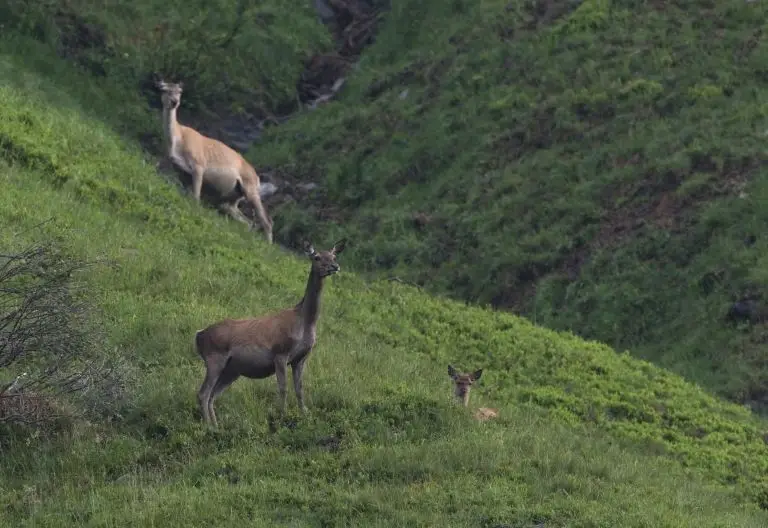 Jagdtagung im Nationalpark zur „Landschaft der Furcht“
