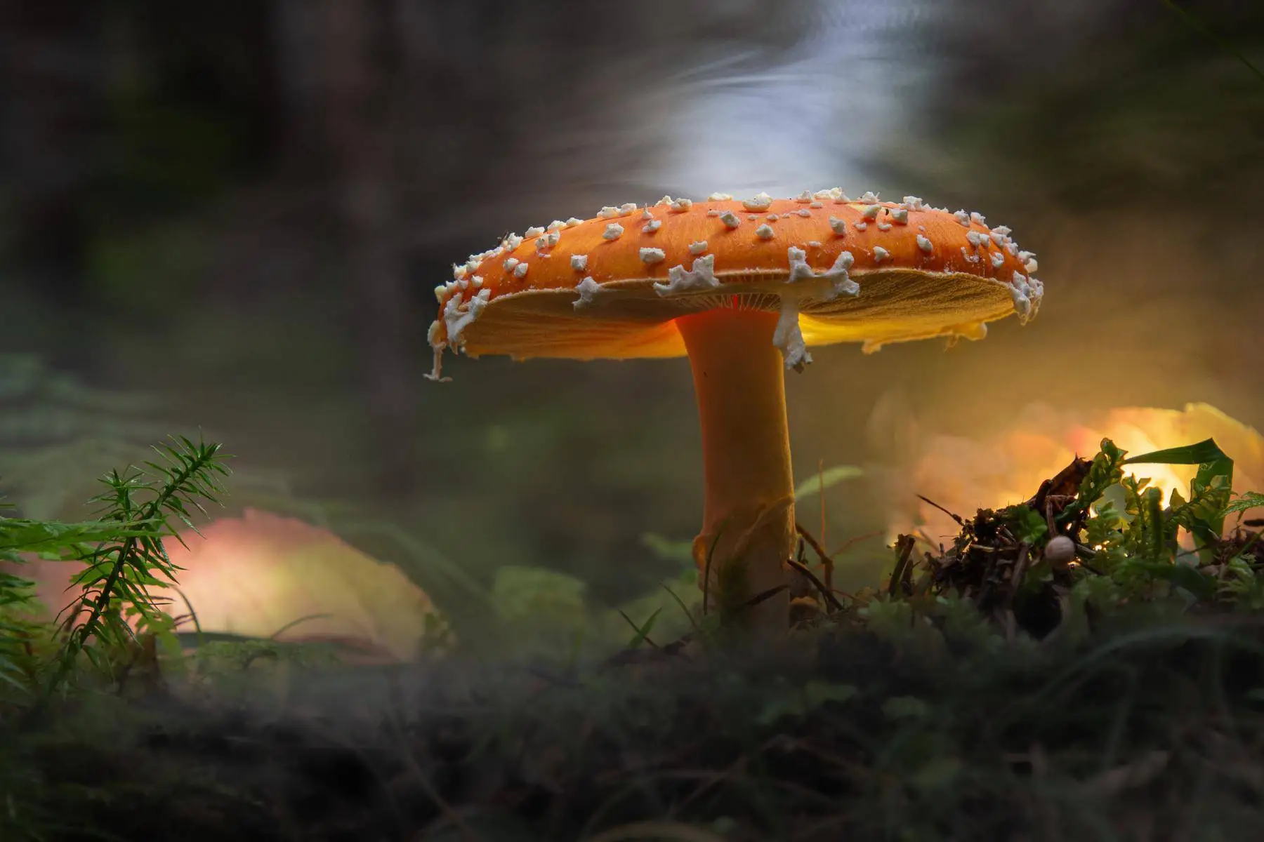 Auch in den Jubiläumskalender schafften es Bilder von Osttiroler FotografInnen, wie diese Aufnahmen von Mitgliedern des Fotoclub Lienz