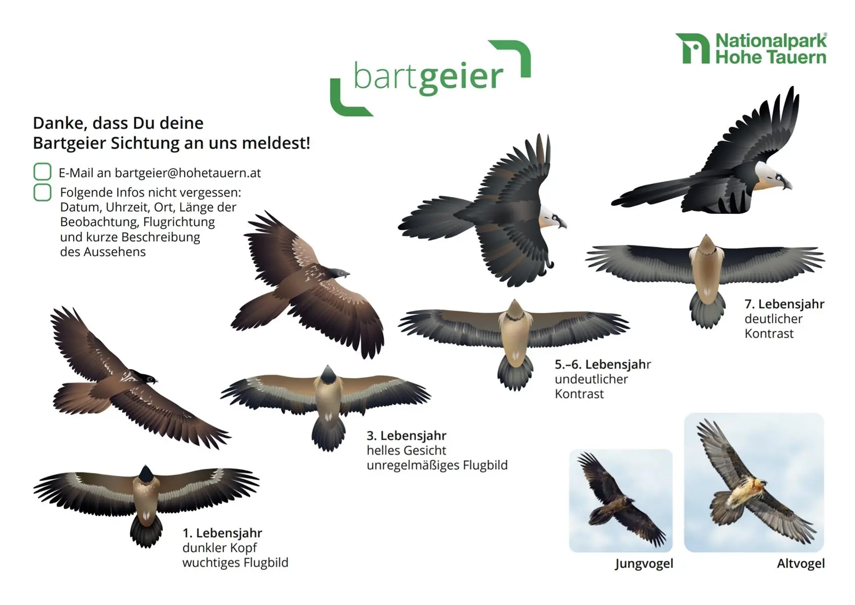 Bartgeier Bestimmung Grafik: NHPT