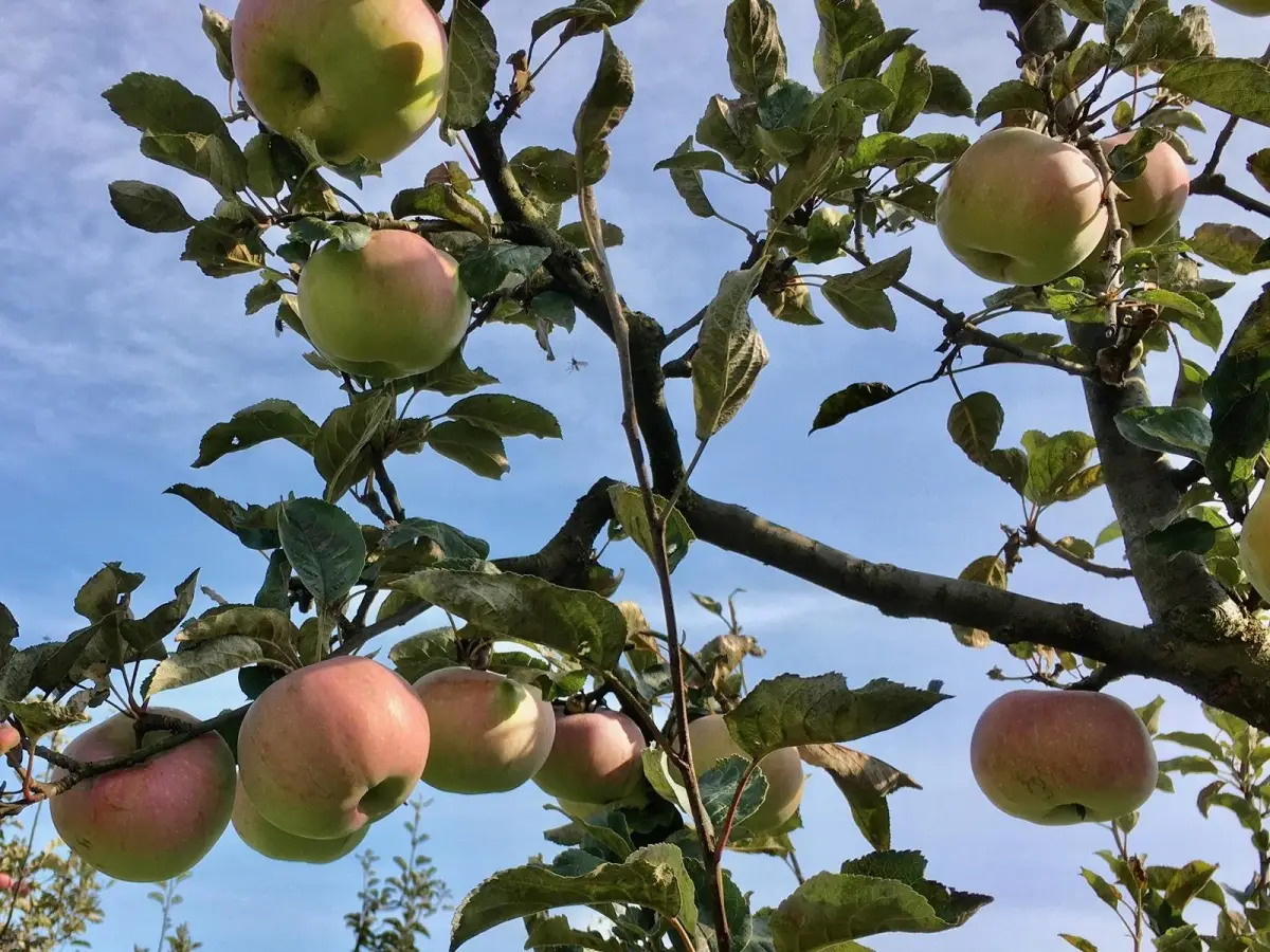 Obstsorten aus Osttirol werden in Dölsach bestimmt