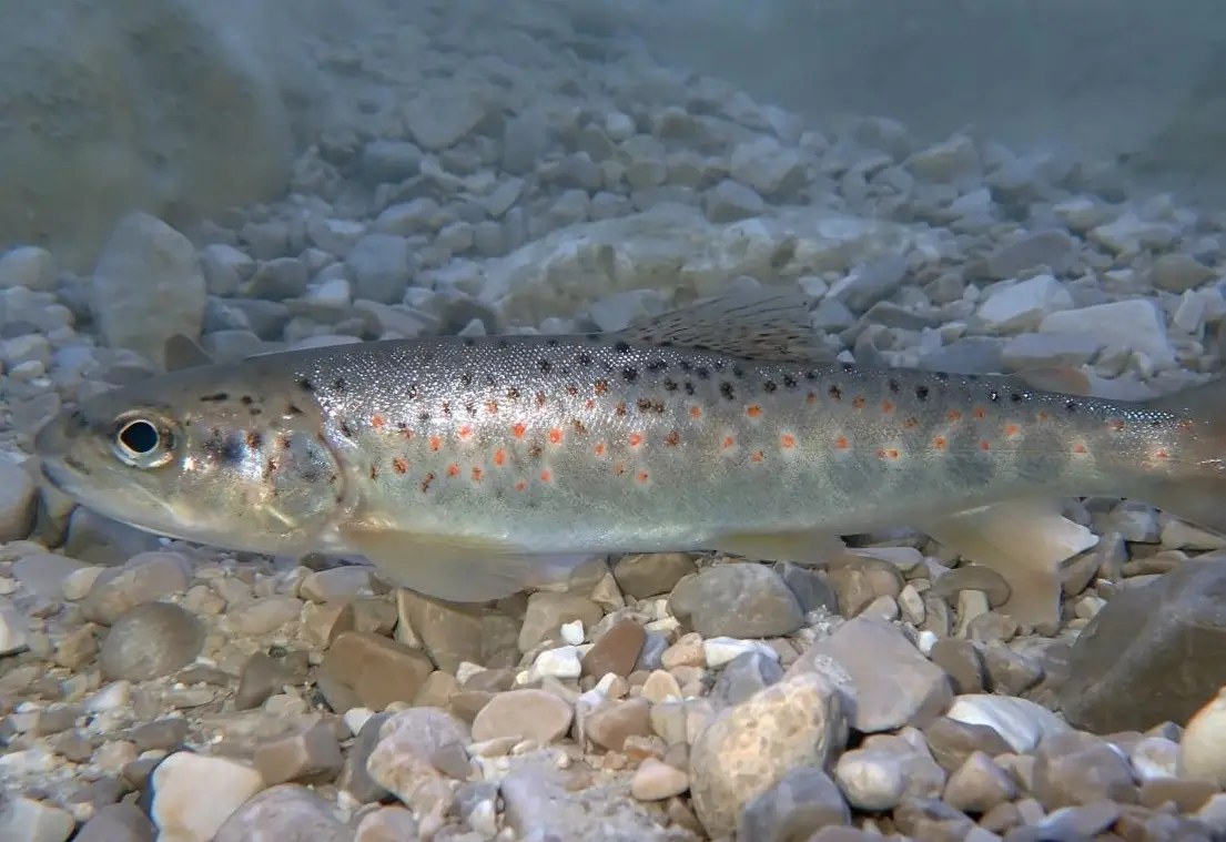 Nierenkrankheit könnte Fischschwund erklären