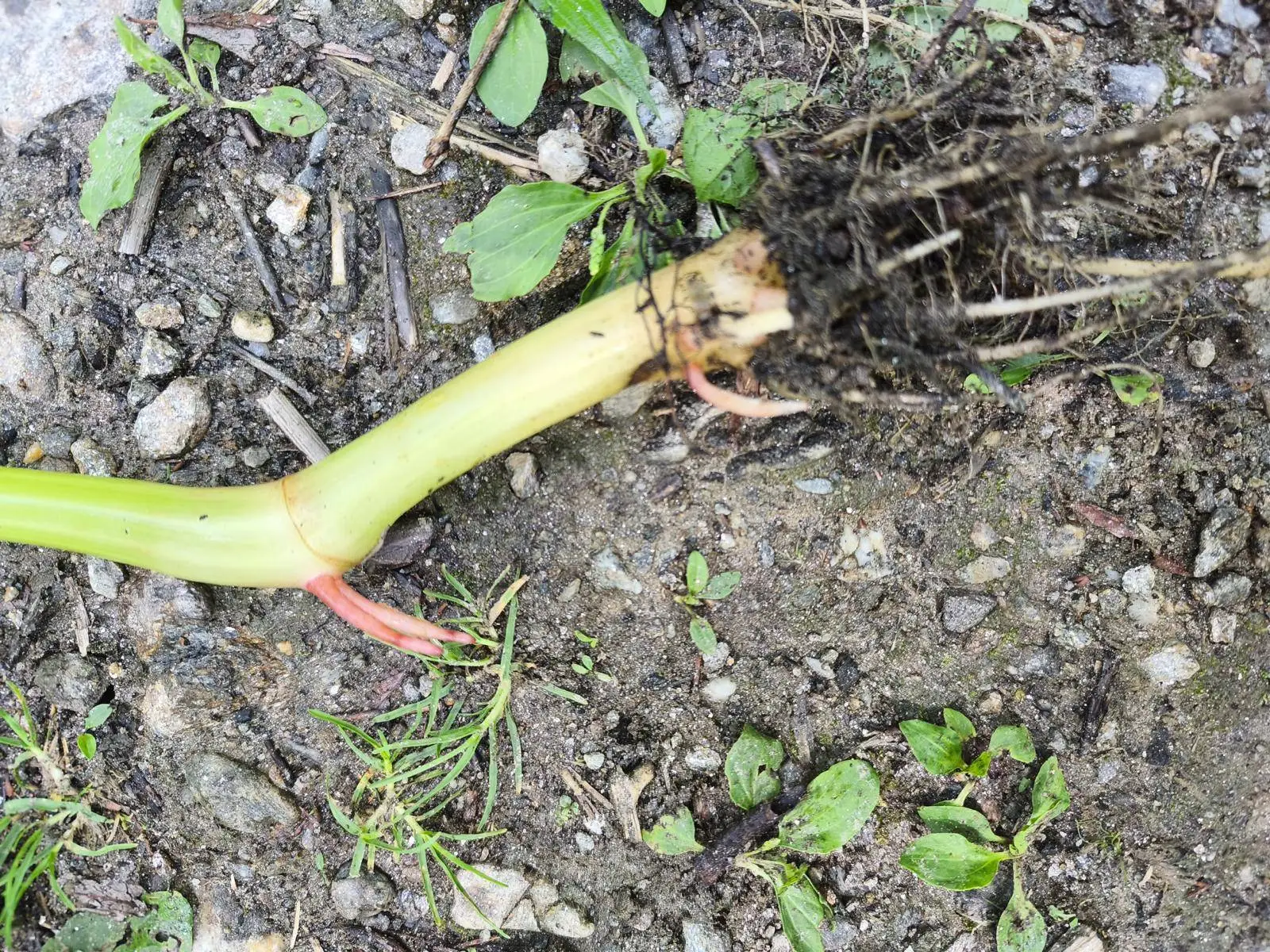 Aus den Springkraut-Stängeln bilden sich neue Wurzeln. Foto: Verein Osttirol Natur
