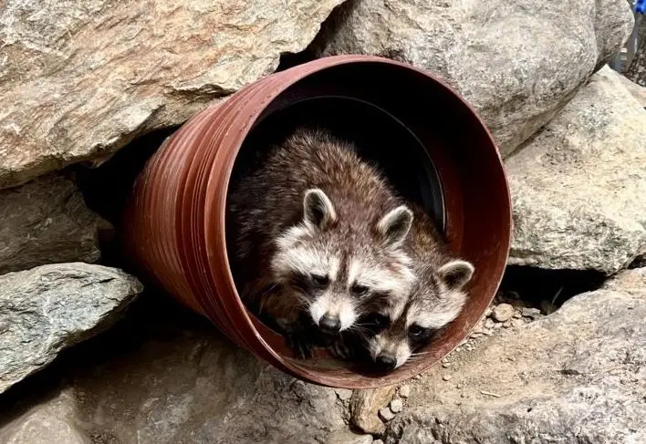 Neue Heimat für Besucher-Lieblinge im Wildpark Assling