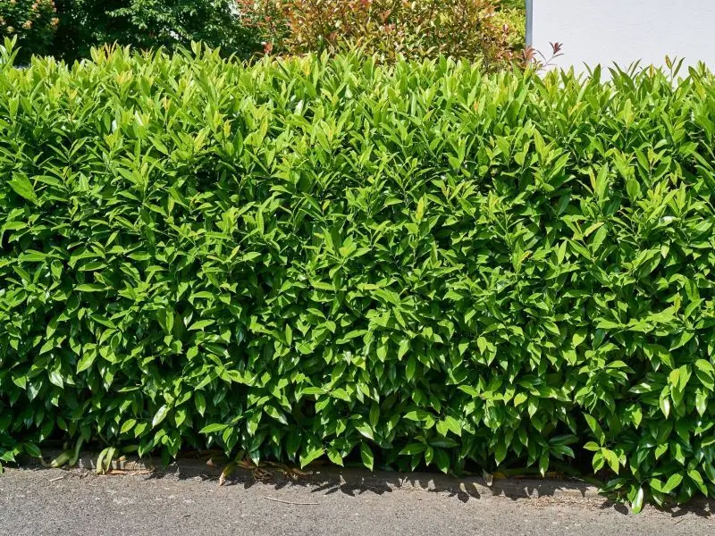 Die Risiken und Chancen von KI-Aktien