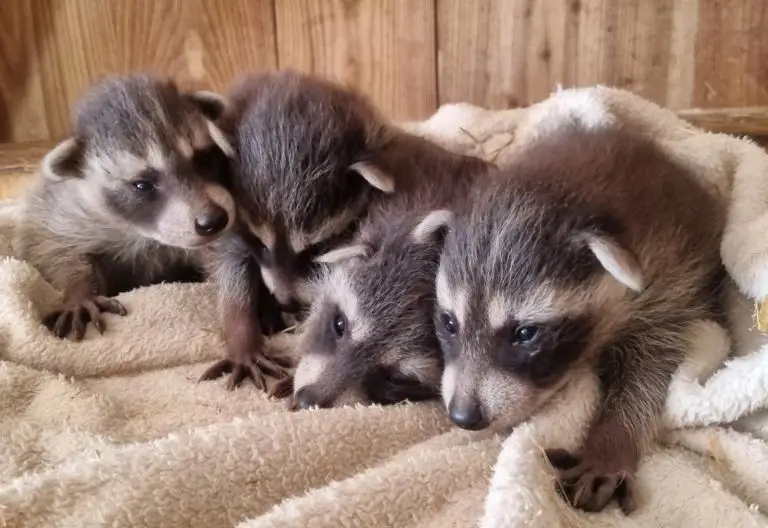 Süßer Waschbär-Nachwuchs im Wildpark Assling