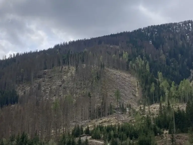 Borkenkäfer-Höhepunkt könnte heuer überschritten sein