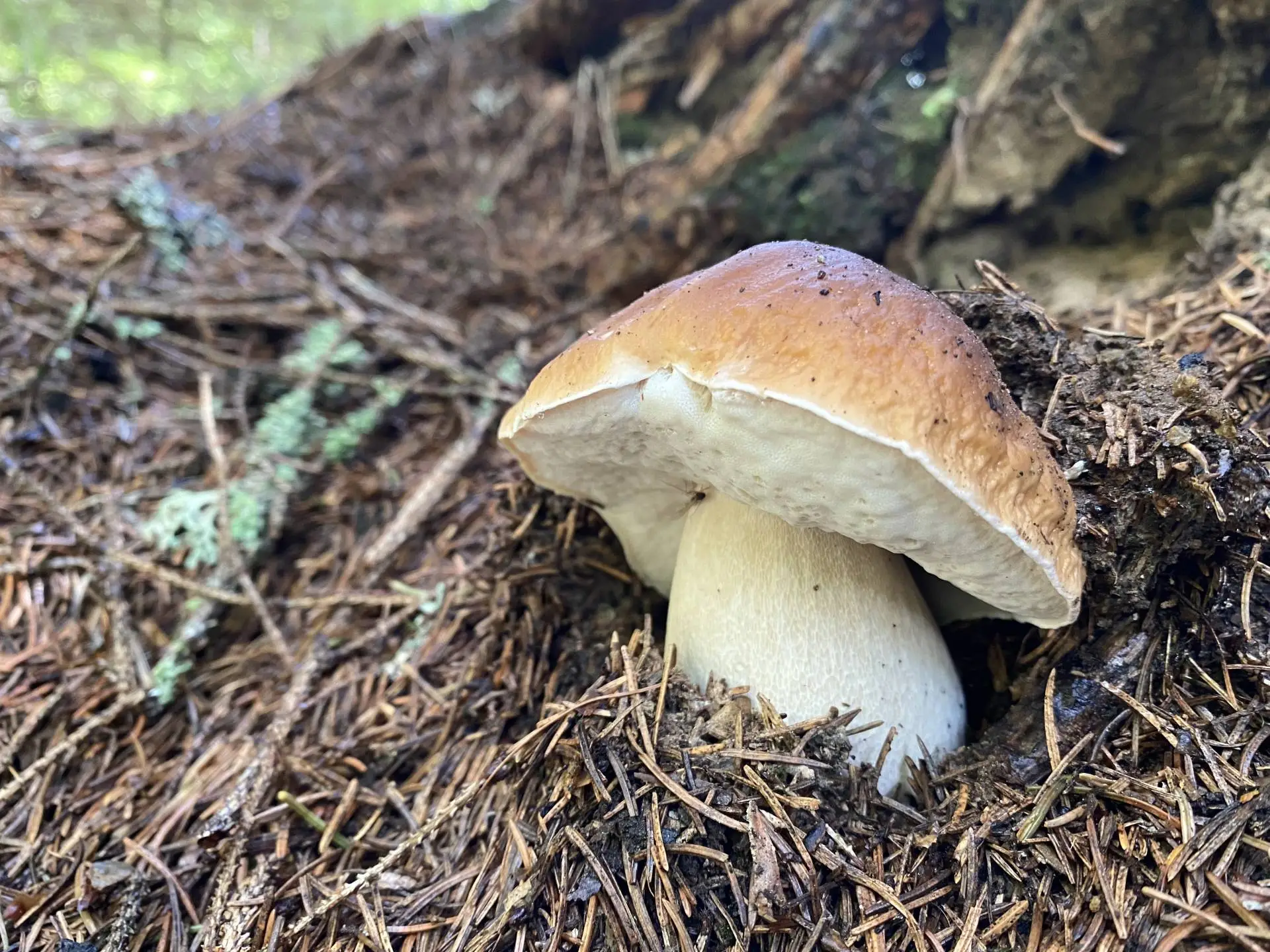 Eierschwammerl und Steinpilze sind teilweise geschützte Pilze.