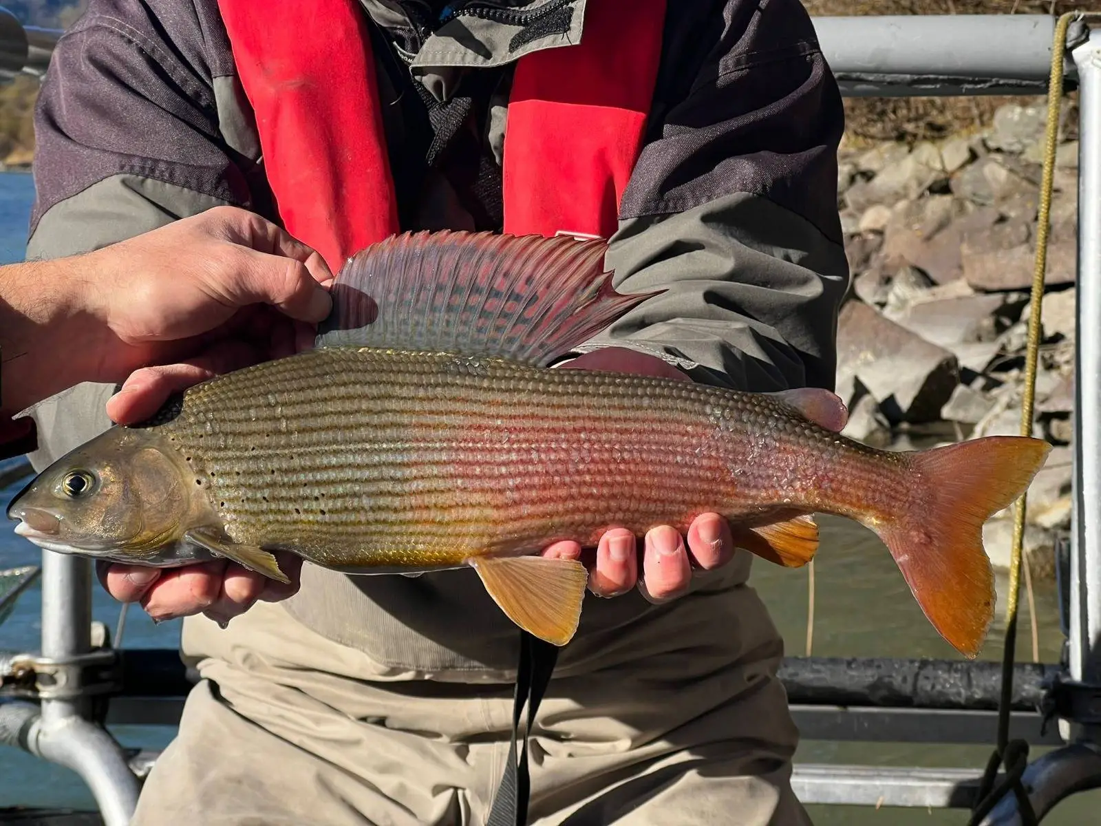 Fische der Drau mit Mikrochip markiert und besendert. Kormorane lassen ihn bei ihren Schlafplätzen „liegen“.