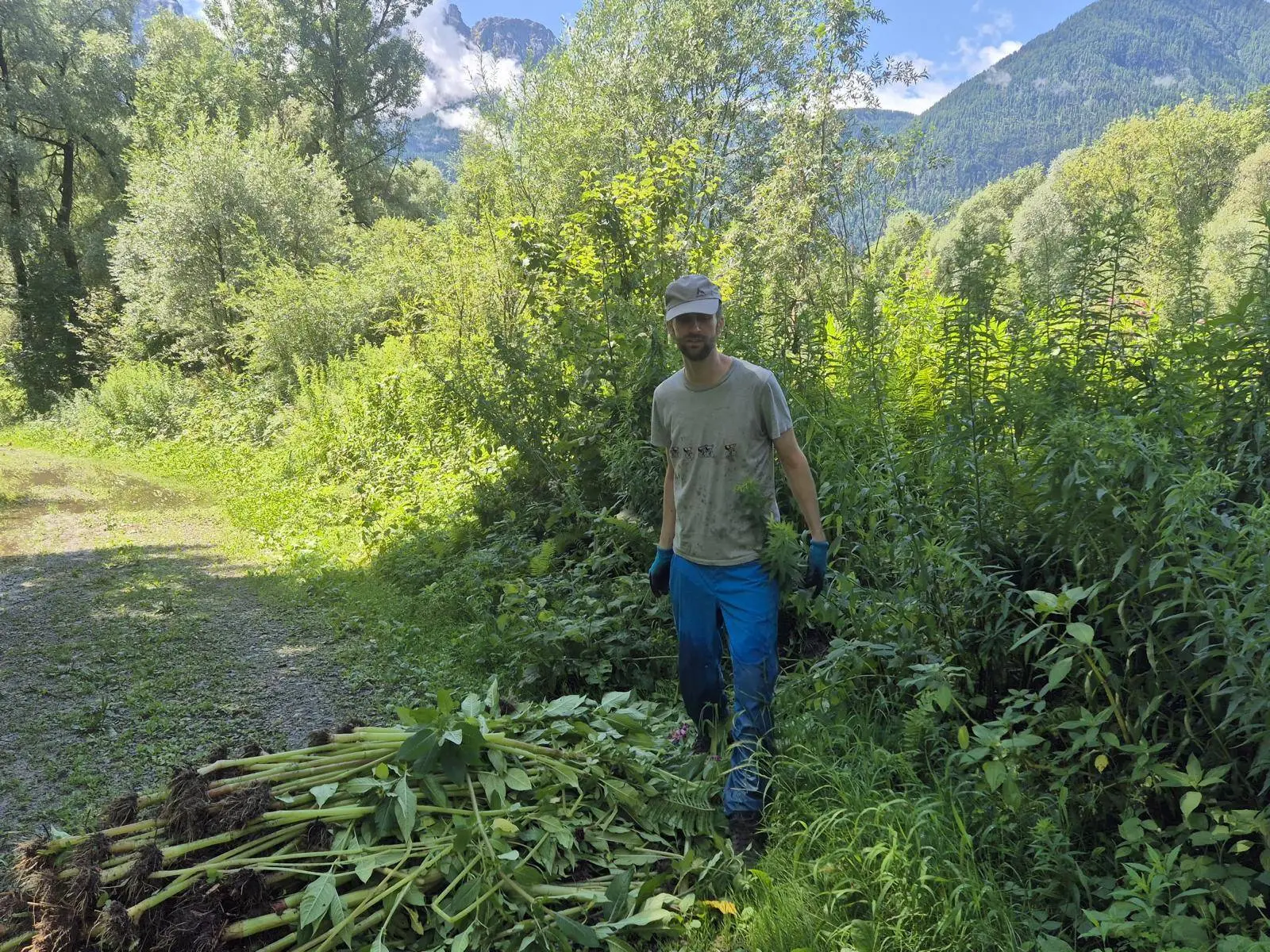 Drüsiges Springkraut und Kanadische Goldrute breiten sich aus. Foto: Verein Osttirol Natur
