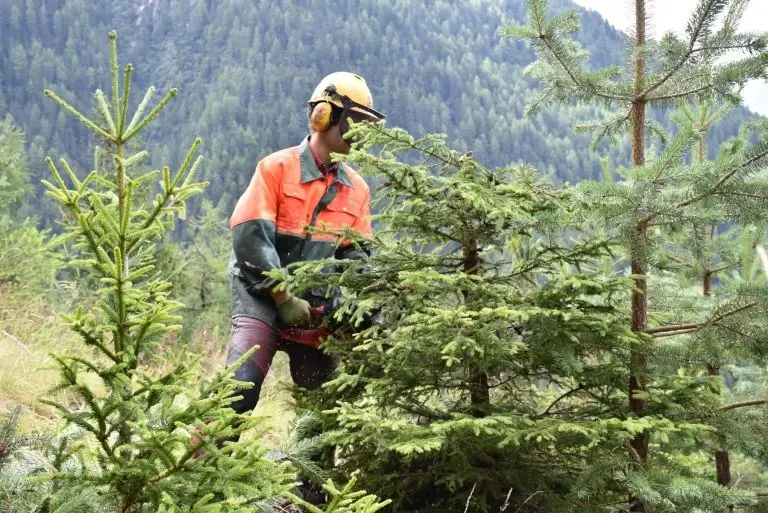Tirol steigert nachhaltigen Holzeinschlag um ein Sechstel