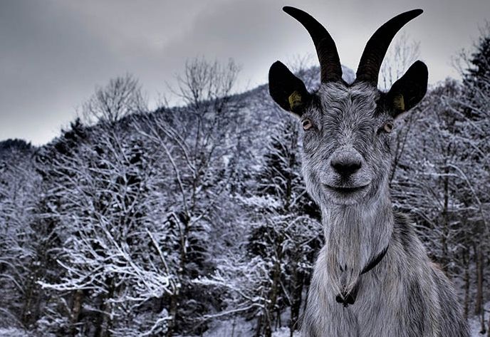Die Arten des Jahres 2022
