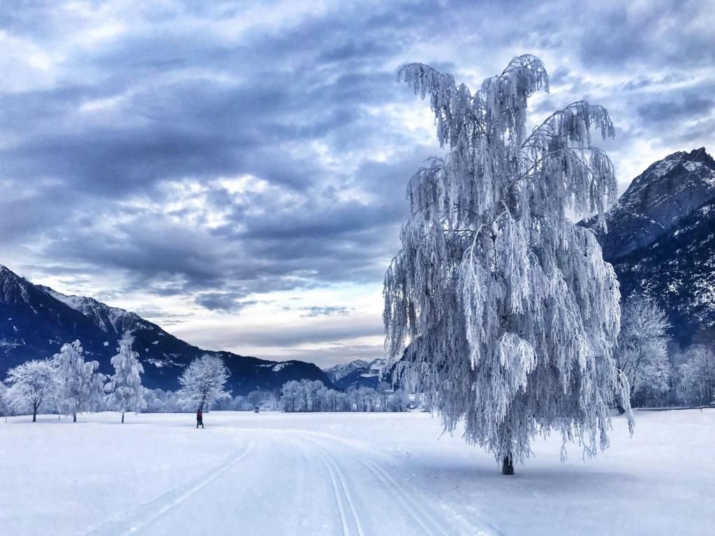 "Frozen Trees" c Sarah Klauzner-Sporer