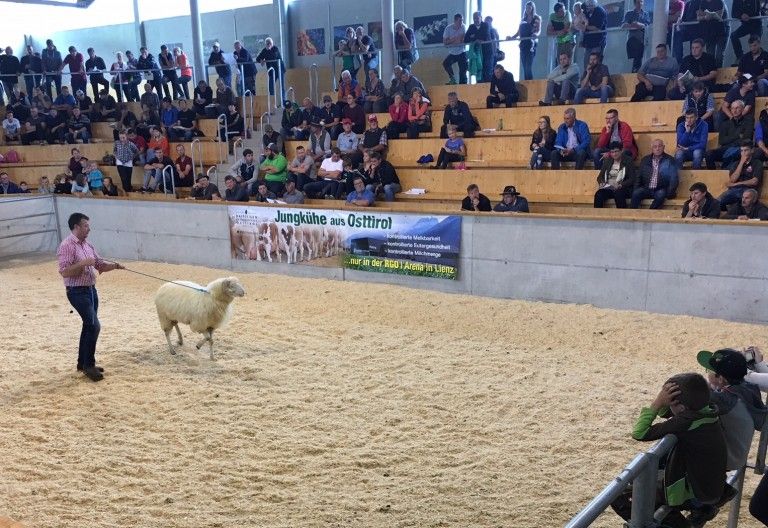 Gebremste Kauflust bei Zuchtschafversteigerung