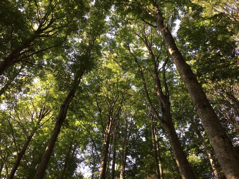 Waldschutz: Gemeinden erhalten finanzielle Unterst&uuml;tzung