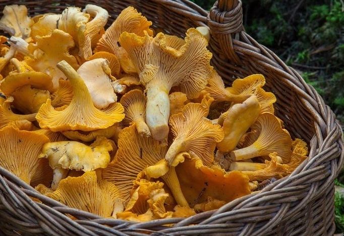 Sind unsere Schwammerl bei uns noch verstrahlt?