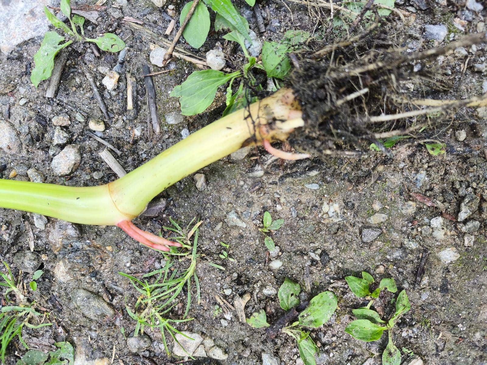 Aus den Springkraut-St&auml;ngeln bilden sich neue Wurzeln. Foto: Verein Osttirol Natur