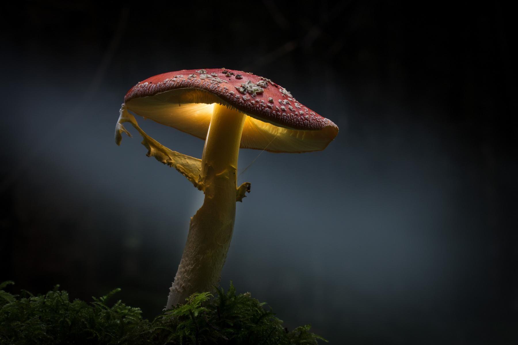 G&uuml;nter Bauernfeind - Fliegenpilz