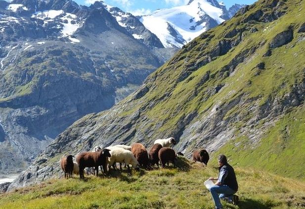 Glocknerlamm-Woche in Heiligenblut
