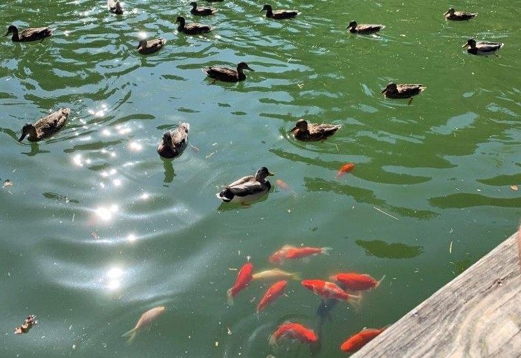 Reinigungsaktion f&uuml;r Lienzer Schlossteich