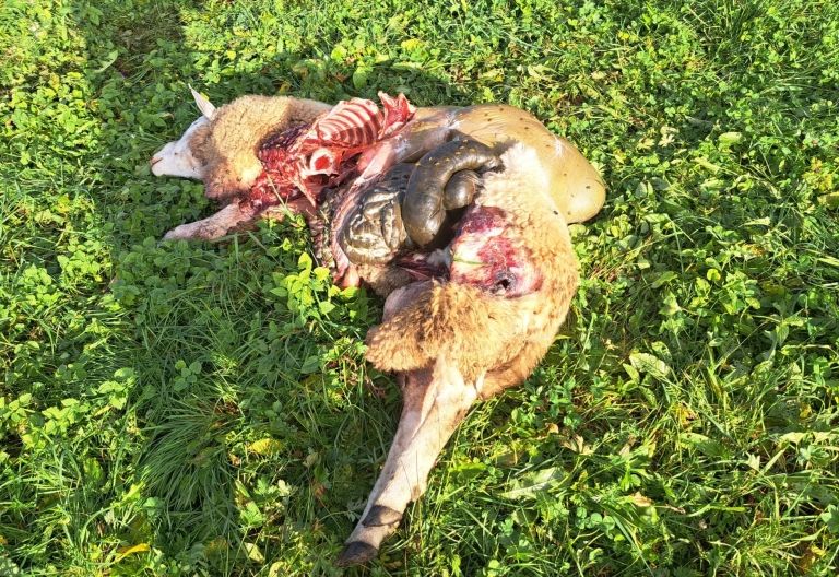Nach erneuten Schafrissen in Obertilliach wurde Wolf erlegt
