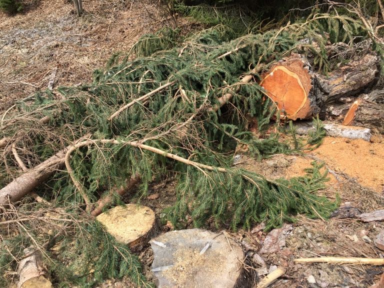 Wiederbewaldung Osttirols im Fokus der Forsttagsatzungen