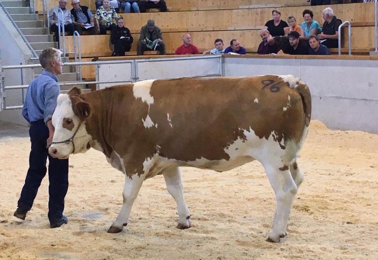 Positiver Auftakt in der RGO-Arena Lienz