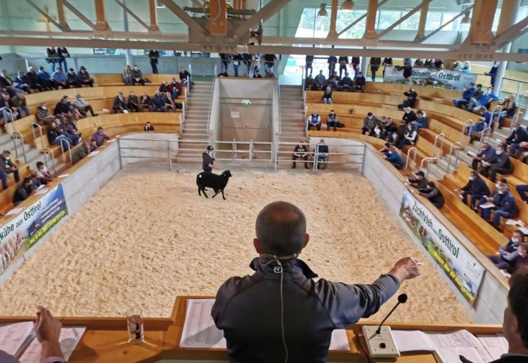 Verhaltenes Kaufinteresse bei Zuchtschafversteigerung
