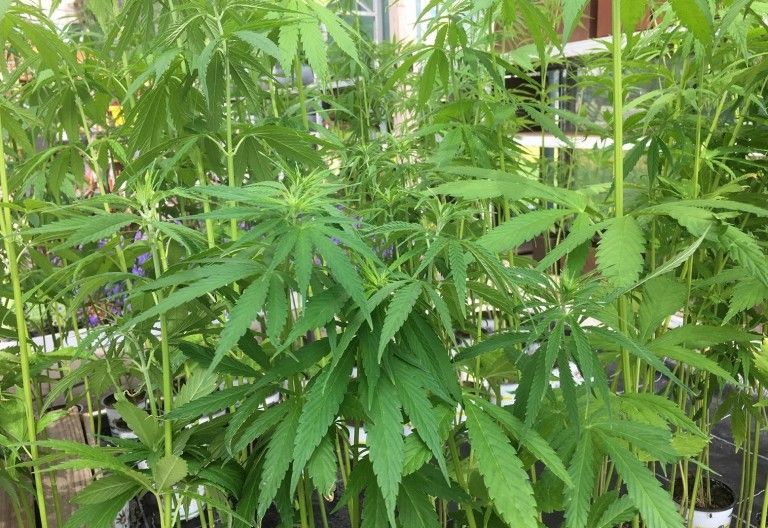 1. Osttiroler Hanftag