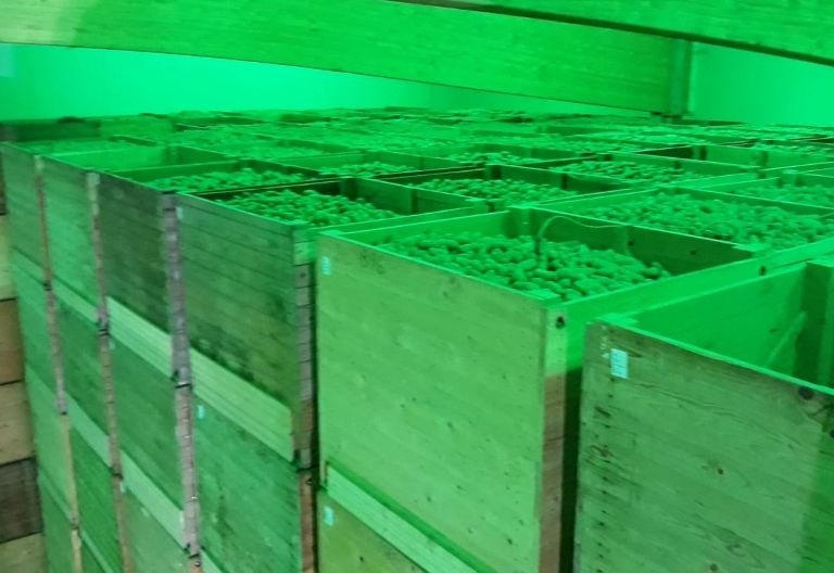 2020 ist ein gutes Erd&auml;pfeljahr