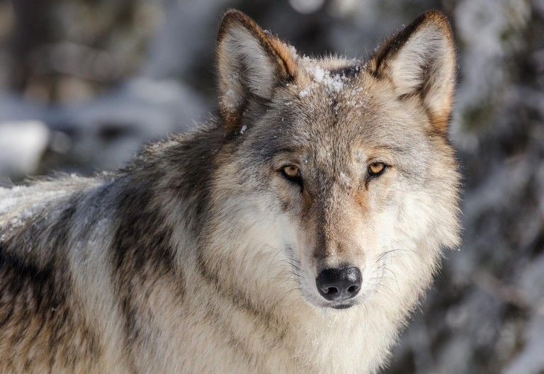 Rotwild in St. Jakob i. Def. von Wolf gerissen