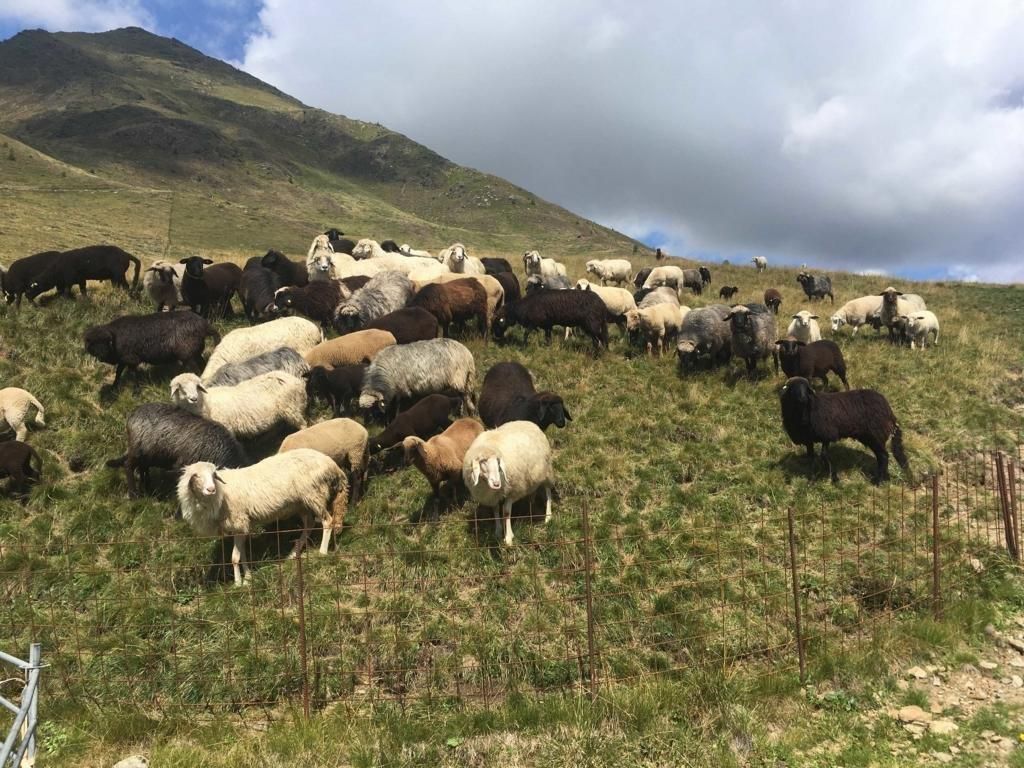 Die H&uuml;hnerspielalm im Villgratental ist bereits eingez&auml;unt und h&auml;tte gute Voraussetzungen f&uuml;r einen Schutz der 134 Schafe, die zwischen 1.900 und 2.200 m Seeh&ouml;he weiden. Foto: B&uuml;ro Alpe