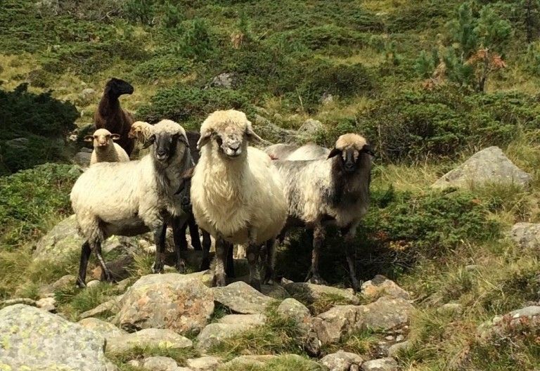 Schafbauern wegen Wolf in Sorge